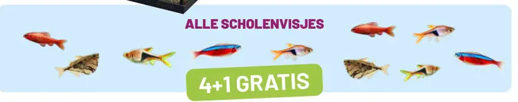 Aanbieding: Scholenvisjes