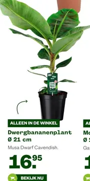 Aanbieding: Dwergbananenplant