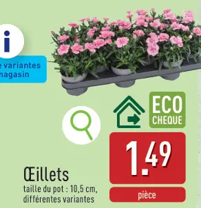 Offre: Œillets
