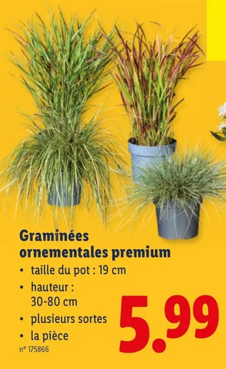 Offre: Graminées ornementales premium