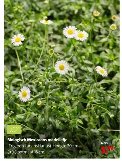 Aanbieding: Biologisch Mexicaans madeliefje