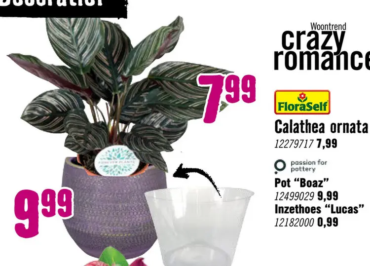 Aanbieding: Calathea ornata