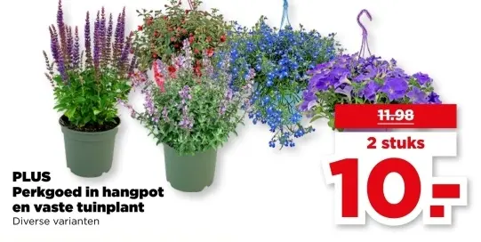 Perkgoed in hangpot en vaste tuinplant