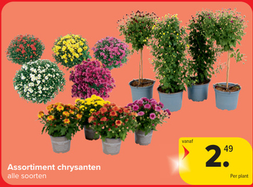 Aanbieding: Assortiment chrysanten