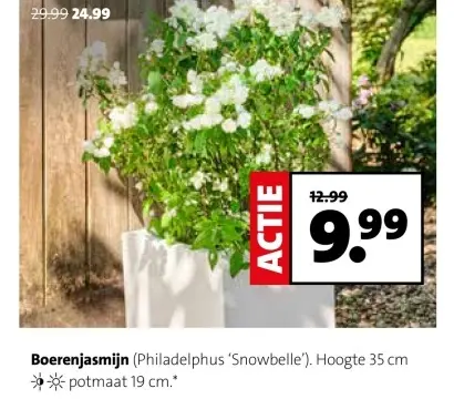 Aanbieding: Boerenjasmijn (Philadelphus 'Snowbelle')