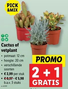 Aanbieding: Cactus of vetplant