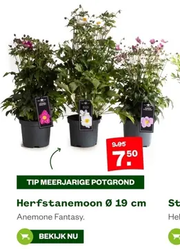 Aanbieding: Herfstanemoon Ø 19 cm
