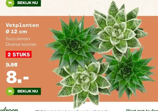 Aanbieding: Vetplanten