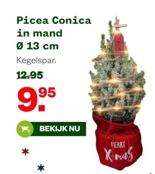 Aanbieding: Picea Conica