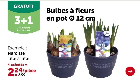 Offre: Bulbes à fleurs en pot