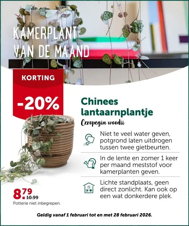 Promotie: Chinees lantaarnplantje