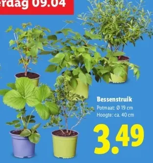 Aanbieding: Bessenstruik