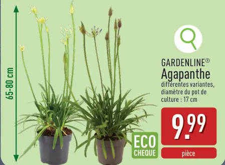 Offre: Agapanthe