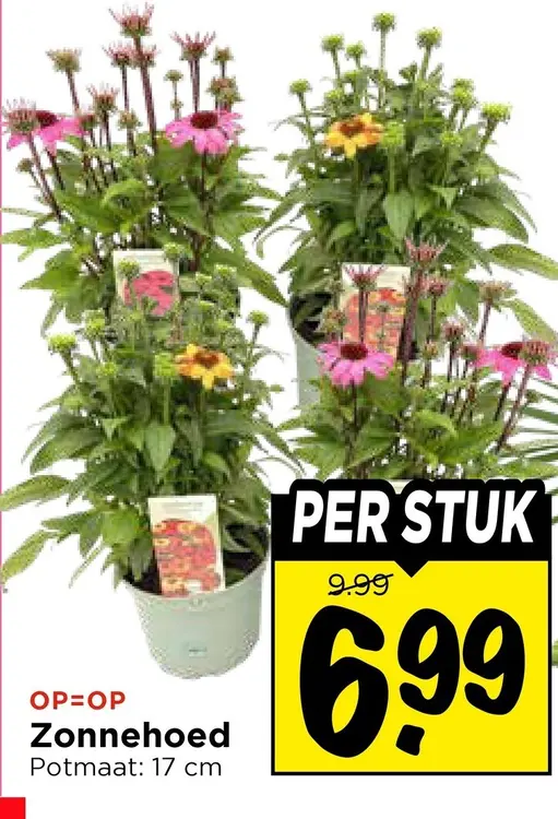 Aanbieding: Zonnehoed