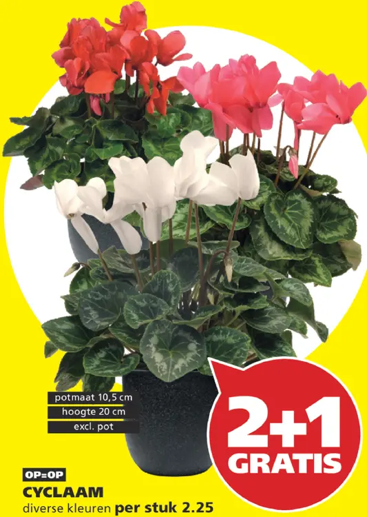 Aanbieding: Cyclaam
