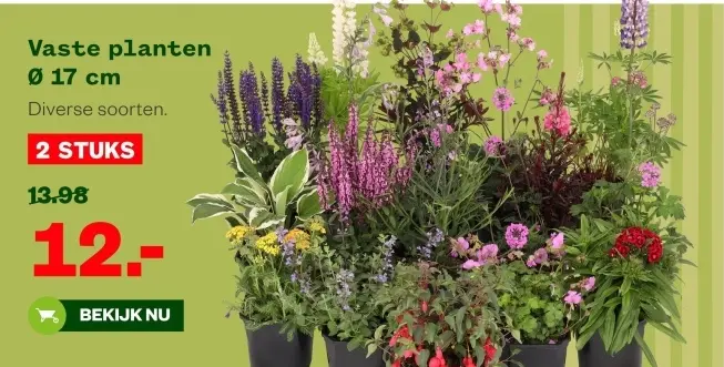 Aanbieding: Vaste planten