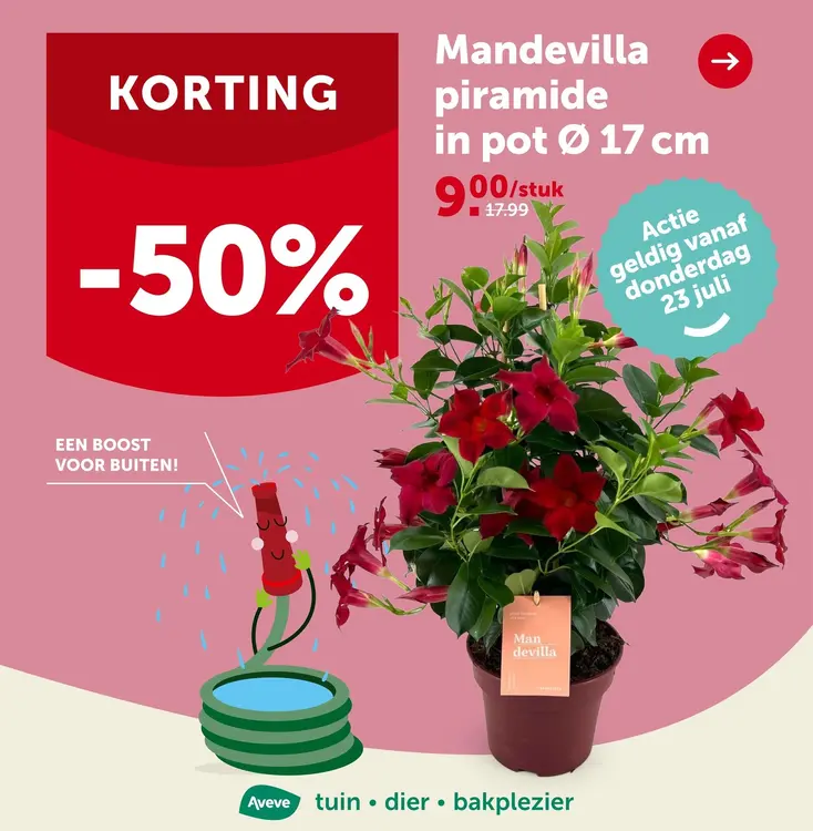 Promotie: Mandevilla piramide