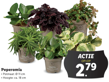 Aanbieding: Peperomia