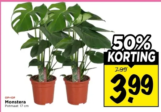 Monstera