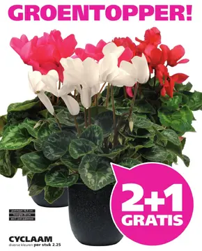 Aanbieding: Cyclaam diverse kleuren