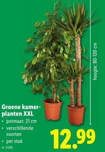Promotie: Groene kamerplanten XXL