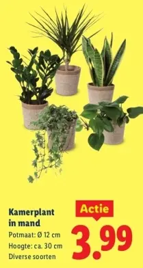 Aanbieding: Kamerplant in mand