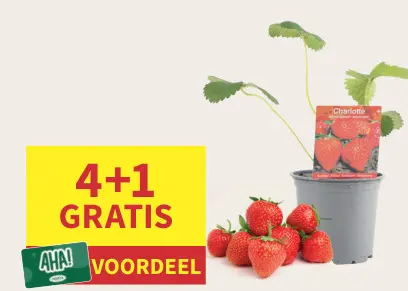 Promotie: Charlotte Strawberry Plant