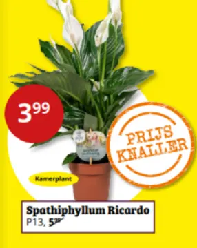 Aanbieding: Spathiphyllum Ricardo