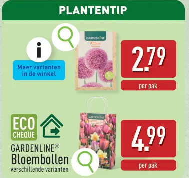 Aanbieding: Allium, Bloembollen