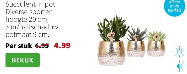 Aanbieding: Succulent in pot