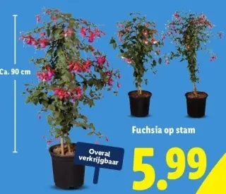 Aanbieding: Fuchsia op stam