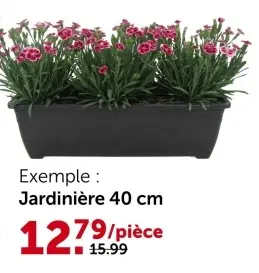 Offre: Œillet (Dianthus) Pink Kisses jardinière 40 cm