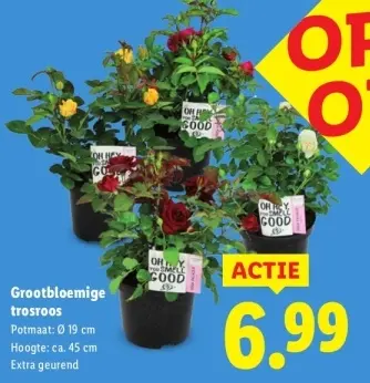 Aanbieding: Grootbloemige trosroos