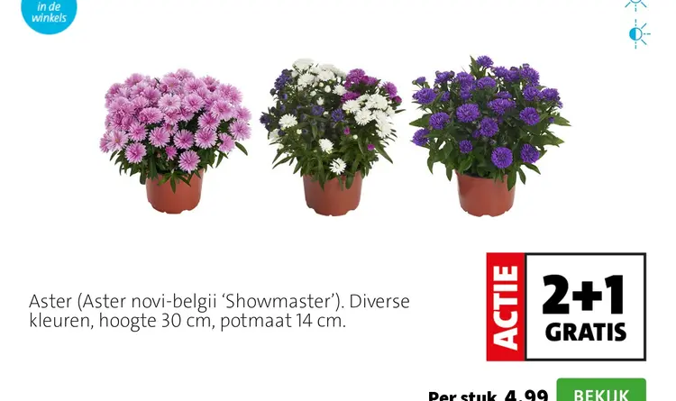 Aanbieding: Aster (Aster novi-belgii 'Showmaster')