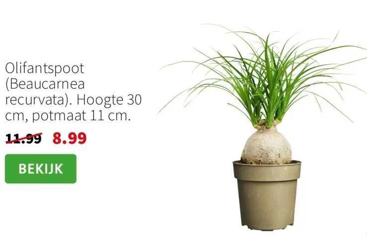 Promotie: Olifantspoot