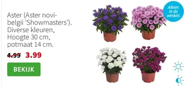 Aanbieding: Aster (Aster novi-belgii 'Showmasters')