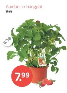 Aanbieding: Aardbei