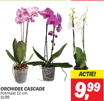 Aanbieding: ORCHIDEE CASCADE