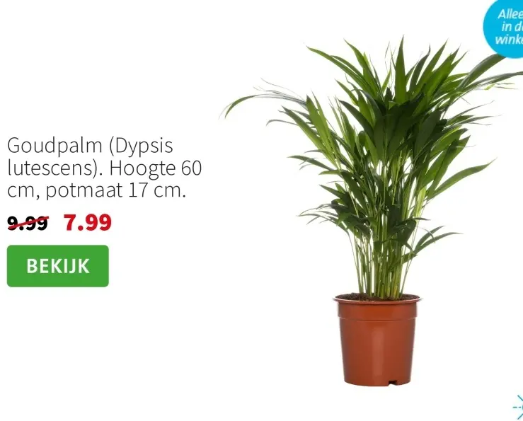 Aanbieding: Goudpalm (Dypsis lutescens)