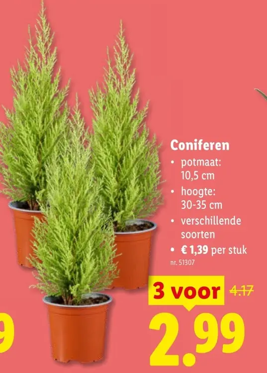 Promotie: Coniferen