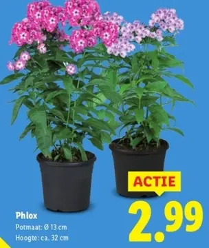 Aanbieding: Phlox