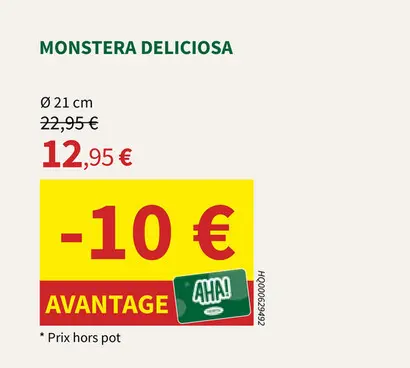 Offre: Monstera deliciosa