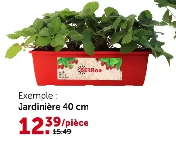 Offre: Fraisier jardinière 40 cm