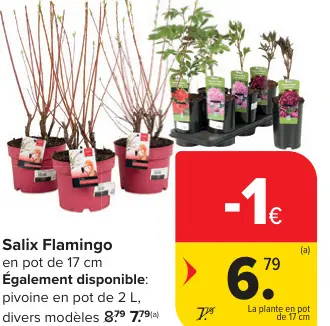 Offre: Salix Flamingo