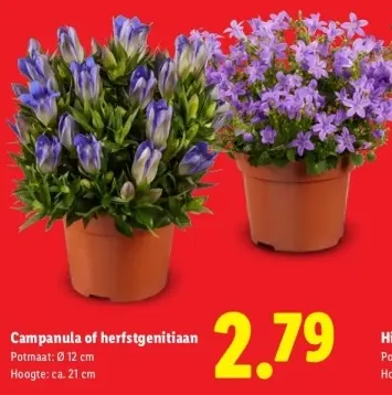 Aanbieding: Campanula of herfstgenitiaan