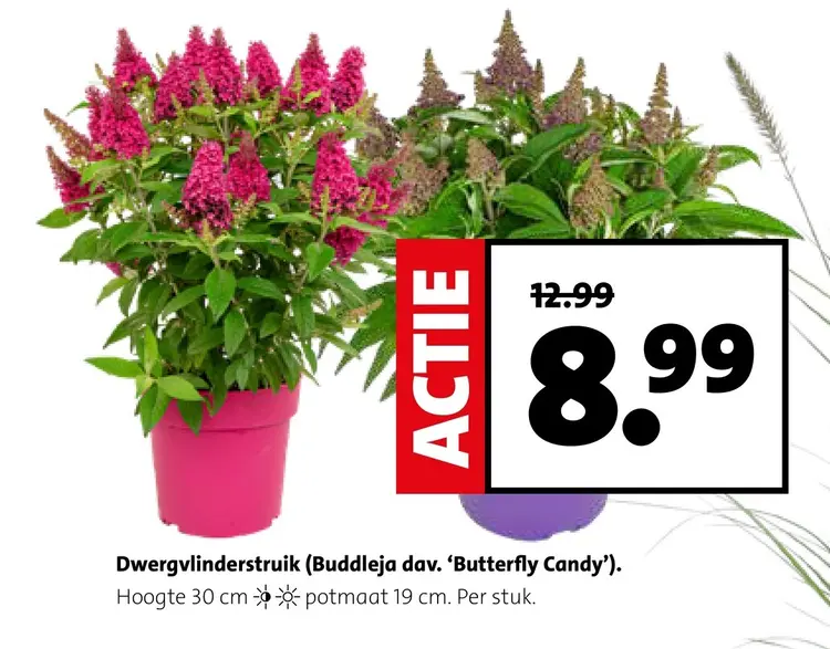 Aanbieding: Dwergvlinderstruik