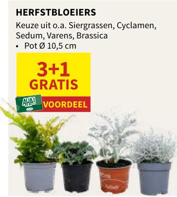 Promotie: Herfstbloeiers