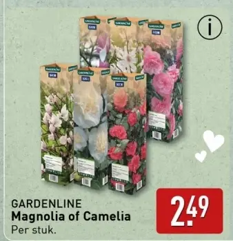 Aanbieding: Magnolia of Camelia