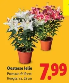 Aanbieding: Oosterse lelie
