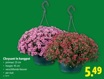 Aanbieding: Chrysant in hangpot